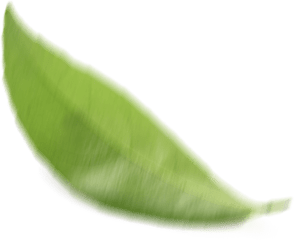 Leaflet_5_parallax