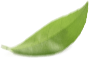 leaf-right