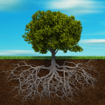 roots